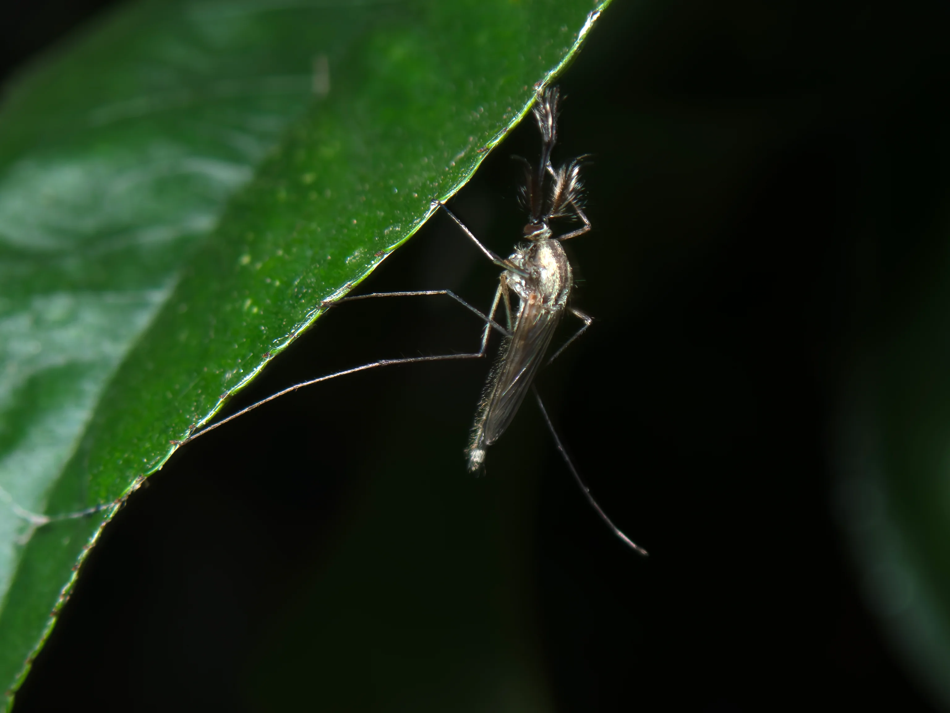 Mosquito vetor sobre folha, representando o acervo genético do banco