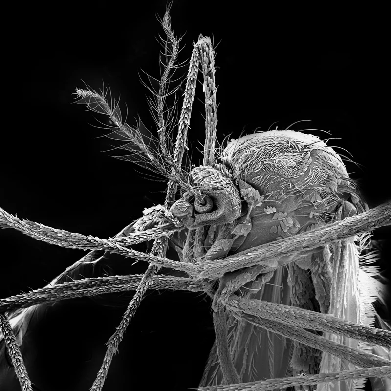 Mosquito vetor visto em detalhe sob microscopia