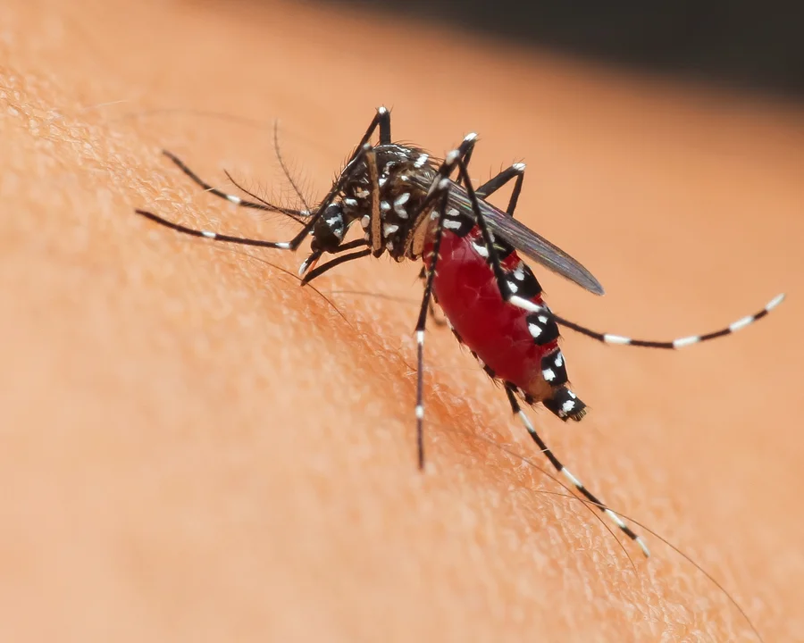 Aedes aegypti